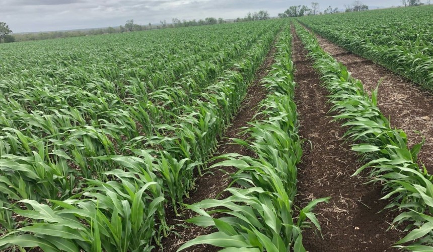 Feedgrain Focus: Sorghum fades, boats arrive and cottonseed firms