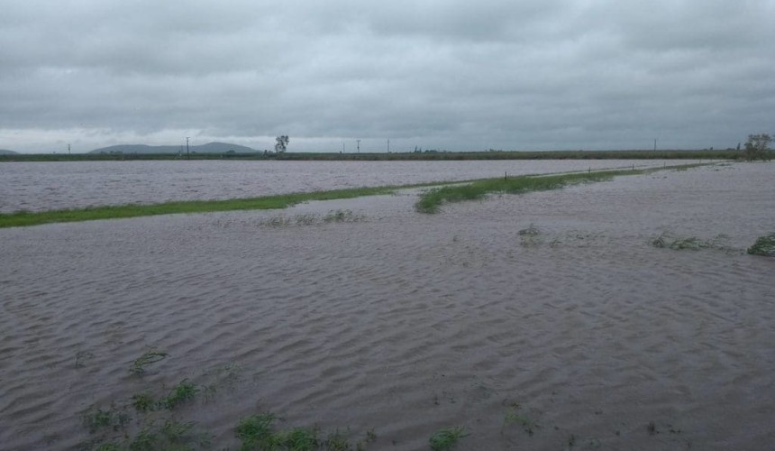 Burdekin awash but little rain in sight for Central Queensland sorghum