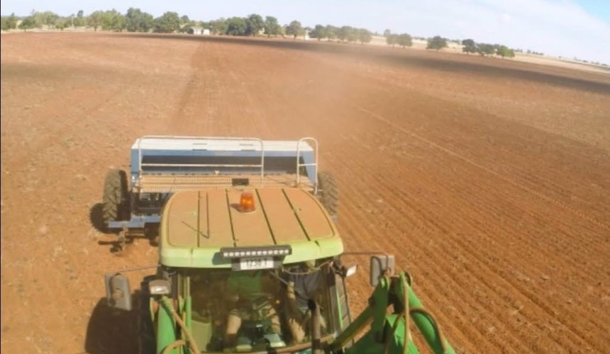 Rain sparks surge in oat plantings