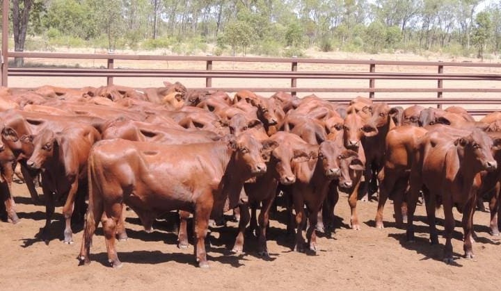 Heifers trend down, while some recovery seen in steer prices on AuctionsPlus