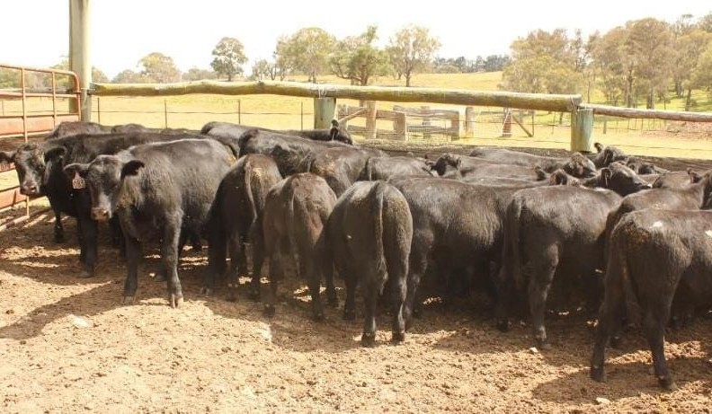 Spike in buyer confidence sees 85pc clearance on AuctionsPlus sales