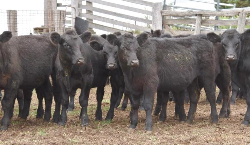 Rain slashes AuctionsPlus listing numbers