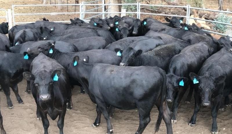 Weaned steers and heifers sharply down on AuctionsPlus