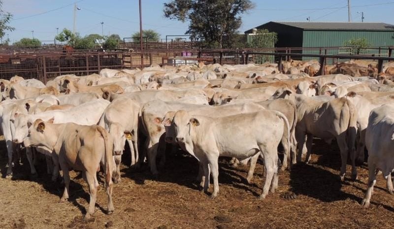 AA Co steer disposal rides renewed wave of buyer confidence