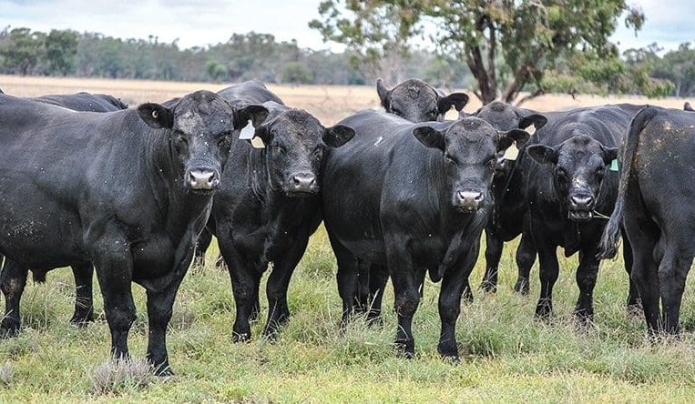 What drives breeding indexes?