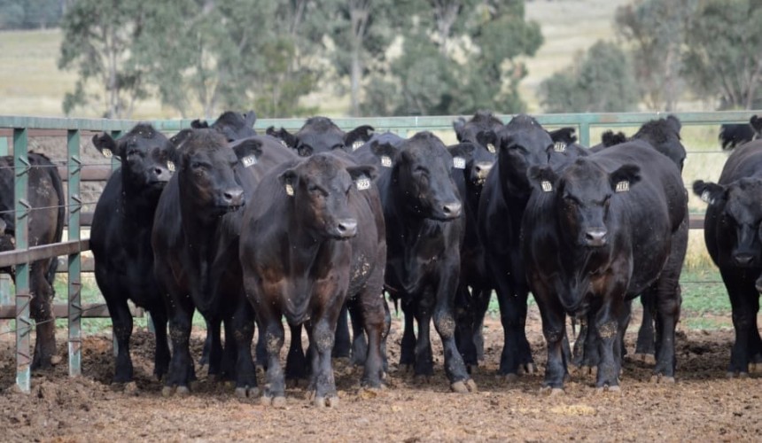 Methane, genetics R&D focus at the Efficient Beef Open Day