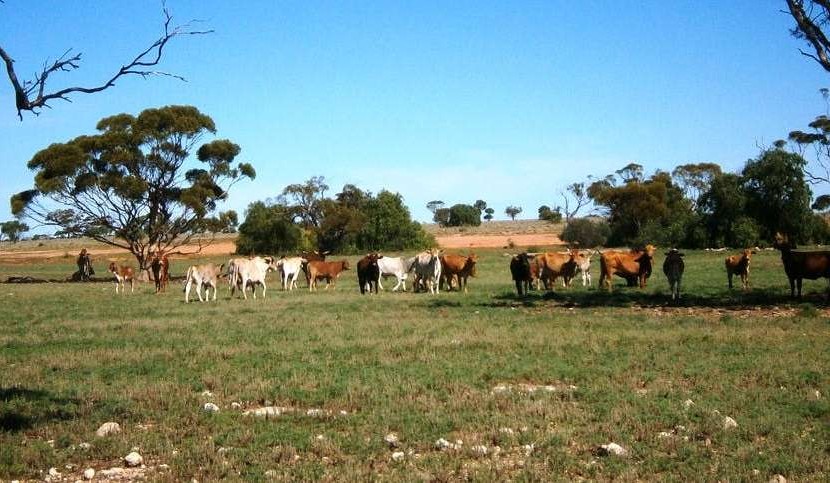 Weekly Property Review: Focus on WA property market and Australia’s southeast corner