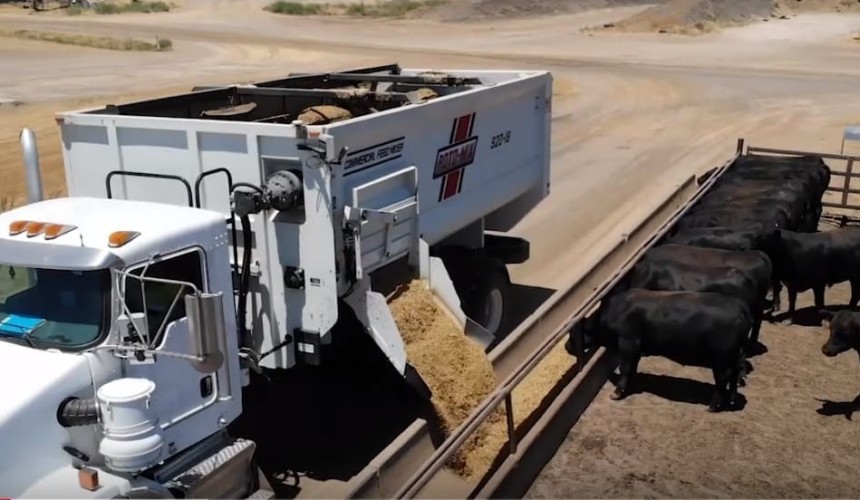 Feedlot sector represents increasingly important value-add channel for grain