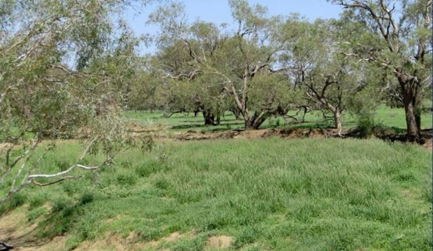Sheep rivaling cattle as western Qld restocks after rain