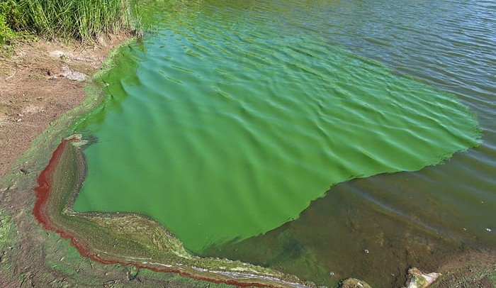 Blue-green algae alert