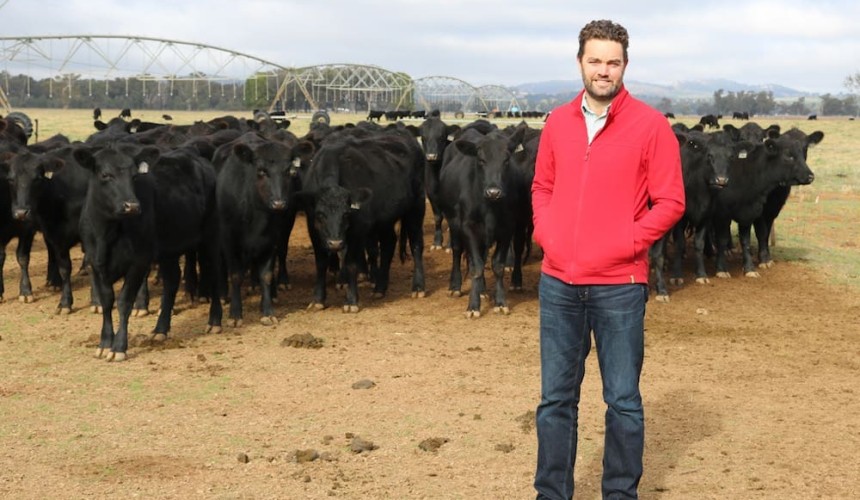 Dual-purpose canola has potential to fill winter feed gap