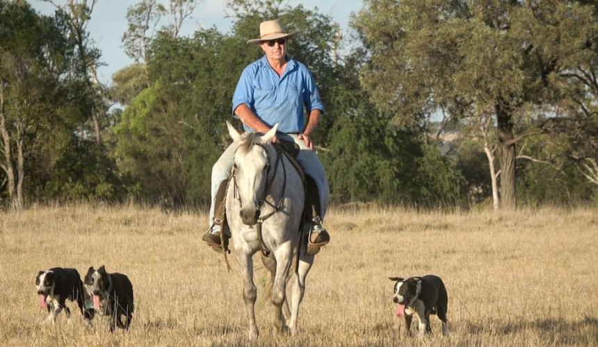 Lower cattle prices reflect lack of progress toward supply chain cooperation: CPA