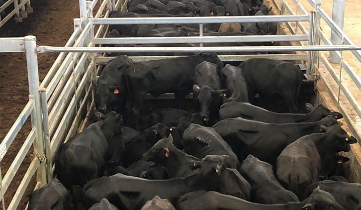Red hot market for Georgina heifers at Dalby