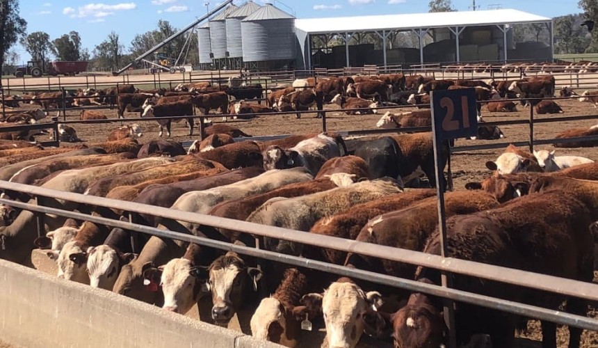 Melbourne investor takes stake in Warwick’s Rodgers Creek feedlot