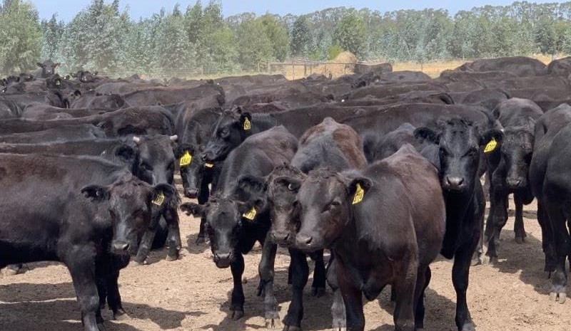 Selective market for Wagyu feeders, even at reduced prices