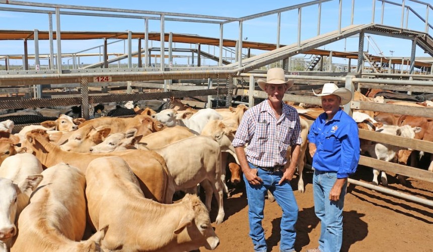 Roma store sale 5 Mar 2019: Cow prices under pressure