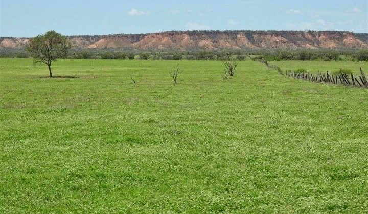 Property: Grass fever hits northwest QLD, where beneficial rain has fallen