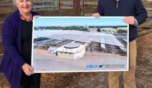 Funding locks in roof for Hamilton saleyard