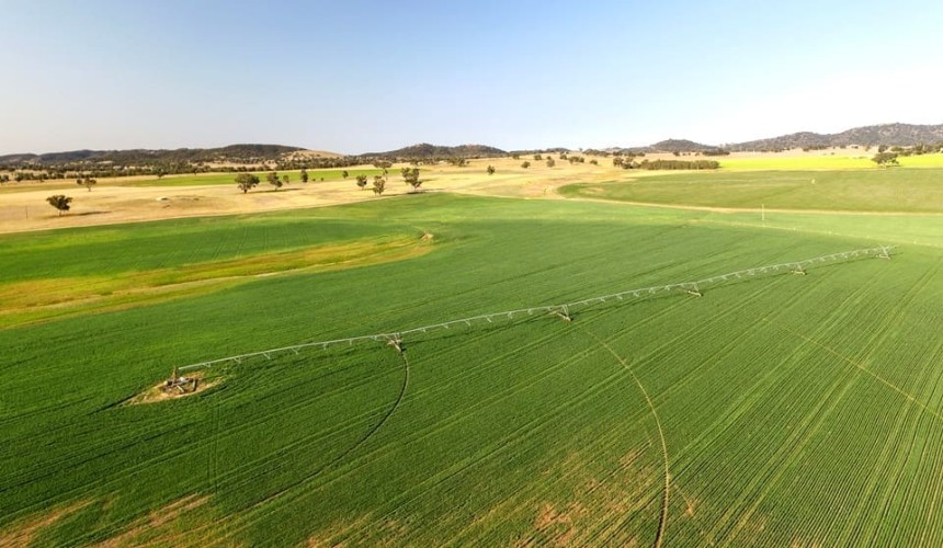 Restocking after rain: Don’t sacrifice your perennial pastures