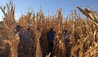 Feedgrain Focus: Prices firm despite northern rain