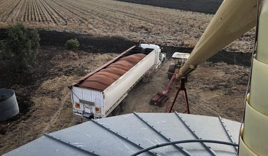 Feedgrain Focus: White grain choppy as market chews into stocks