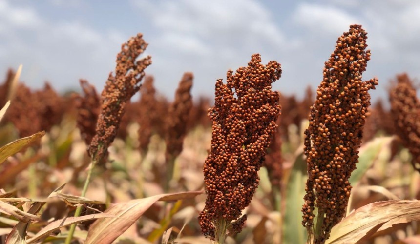 Feedgrain Focus: Trade selling drives down values