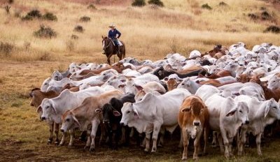 Why AgForce abstained from backing NFF’s carbon zero 2050 target