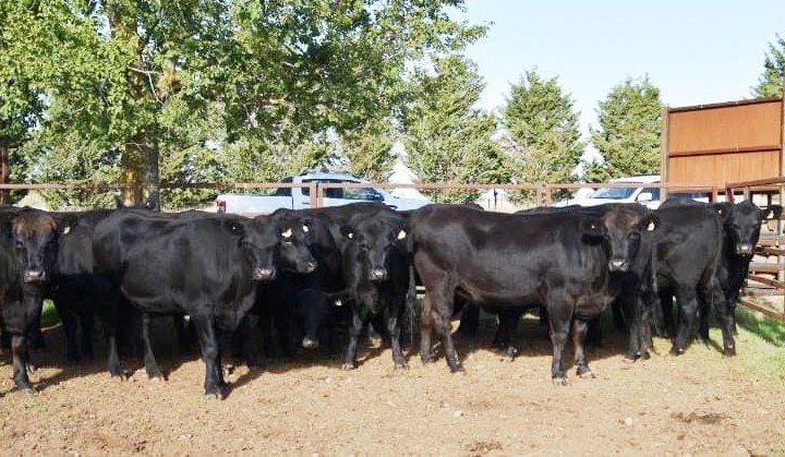 Prices trend down in large AuctionsPlus offering