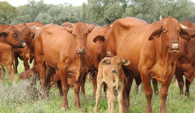 Lighter steers and heifers easier, as Easter trading slows on AuctionsPlus