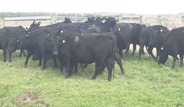 Heifer prices soften in smaller AuctionsPlus offering