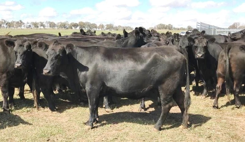 Surge in cattle market produces big lift in AuctionsPlus listings