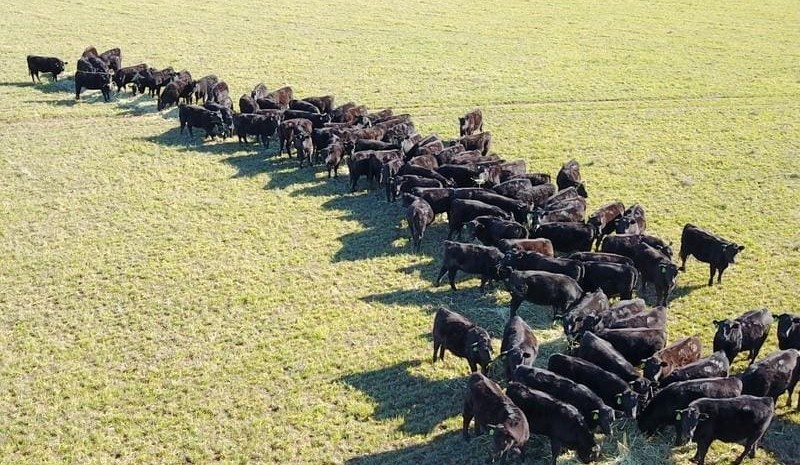 Weekly genetics review: Putting some numbers around heifer fertility