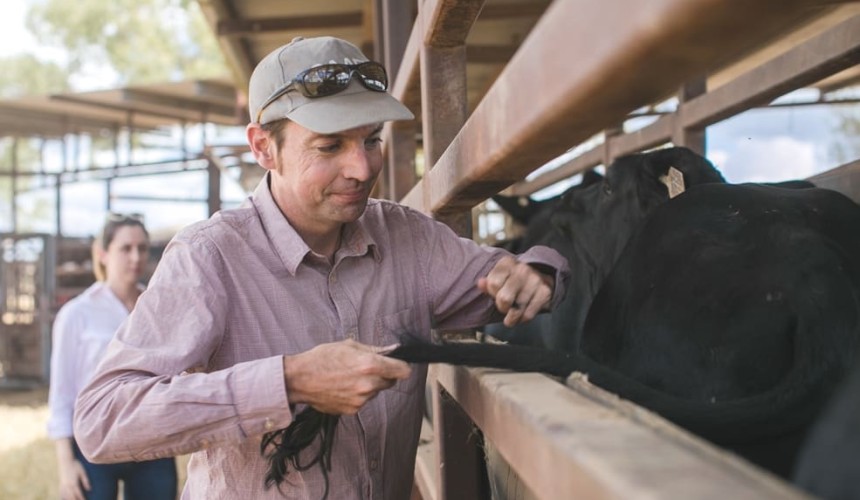 DNA clock measures age of northern cattle