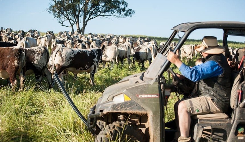 Weekly genetics review: How are emerging breeds moving to meet producer expectations?
