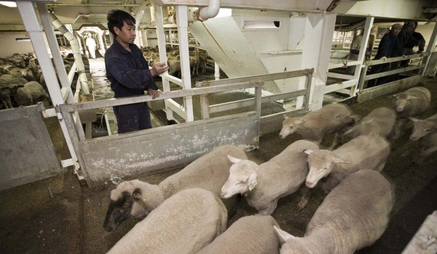 Criminal investigation into live sheep exporters abandoned