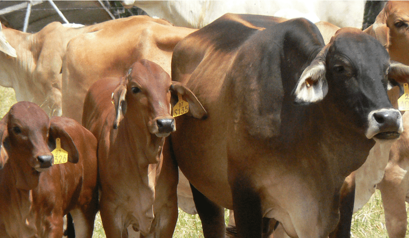 New research partnership targets northern beef industry