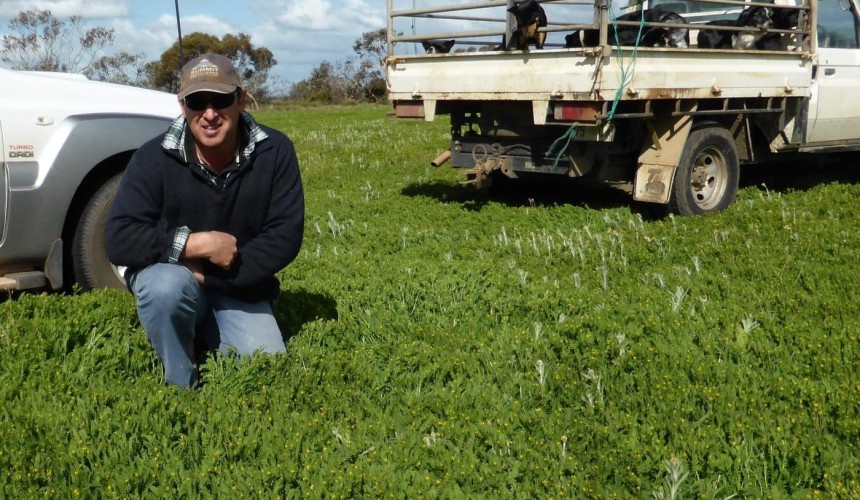 Hard-seeded pasture legumes expand as mixed-farming option