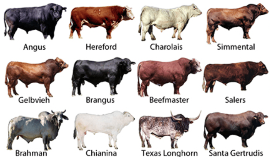 Beef Central’s beef quiz – March 2019