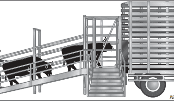 ‘Days of loading cattle on your own are finished’: ramp safety push