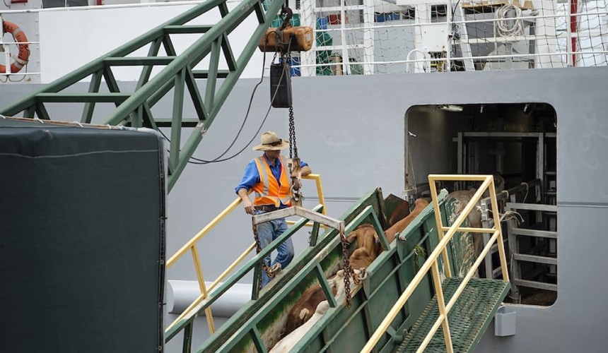 Updated livestock export standards take effect 