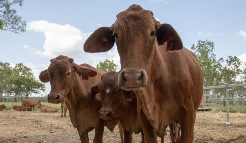 Feeding seaweed to cows: CSIRO livestock methane research lights up