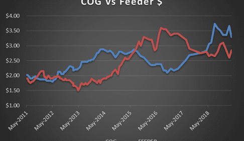 Rising feeder steer prices hamper 100-day returns, trading budget shows
