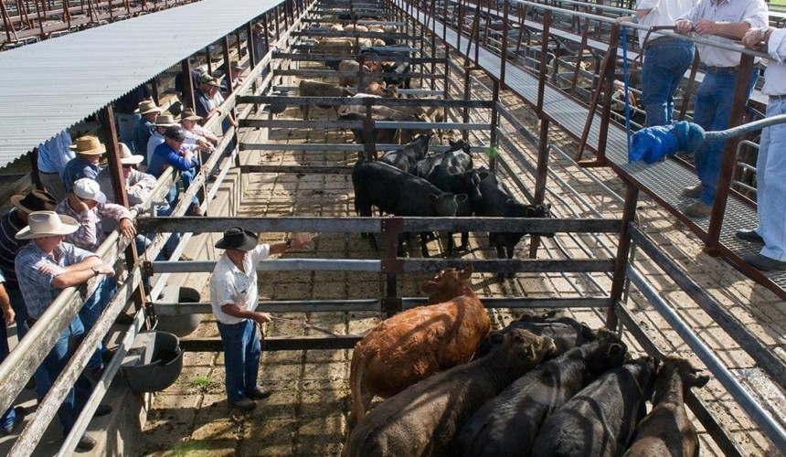 Feedgrain Focus: Grazier demand wanes as prices flatten