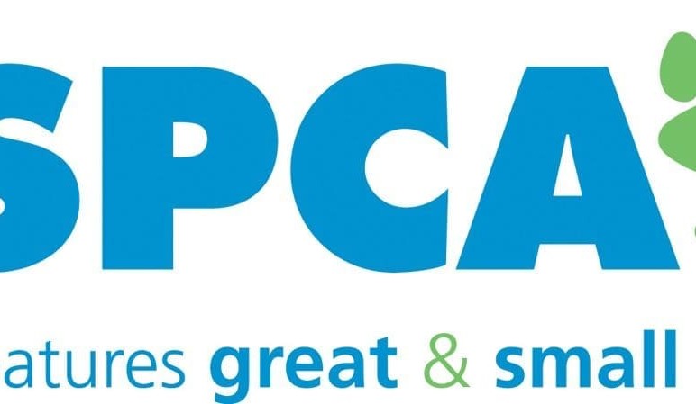 RSPCA calls for ESCAS to be extended to breeding and dairy cattle