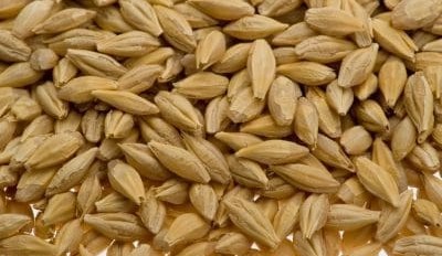 Feedgrain focus: Buyers book tonnes ahead of forward crop fears