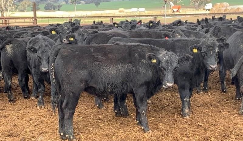 The right time and place – which producers are capitalising on market opportunities?