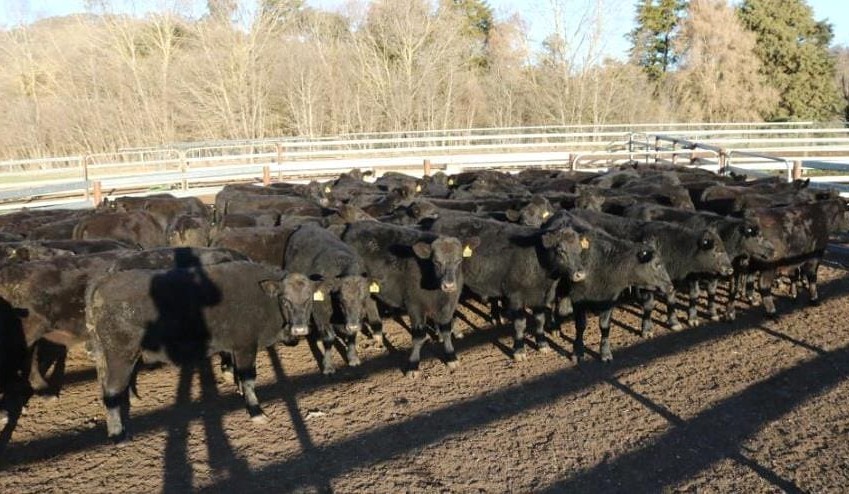 Young cattle prices ease in 11,285 head AuctionsPlus offering