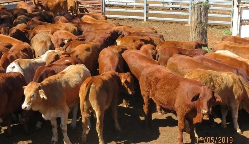 Steers, heifers ease in smaller AuctionsPlus offering