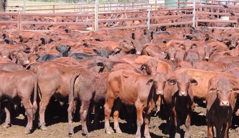 Young cattle sharply higher in larger AuctionsPlus offering