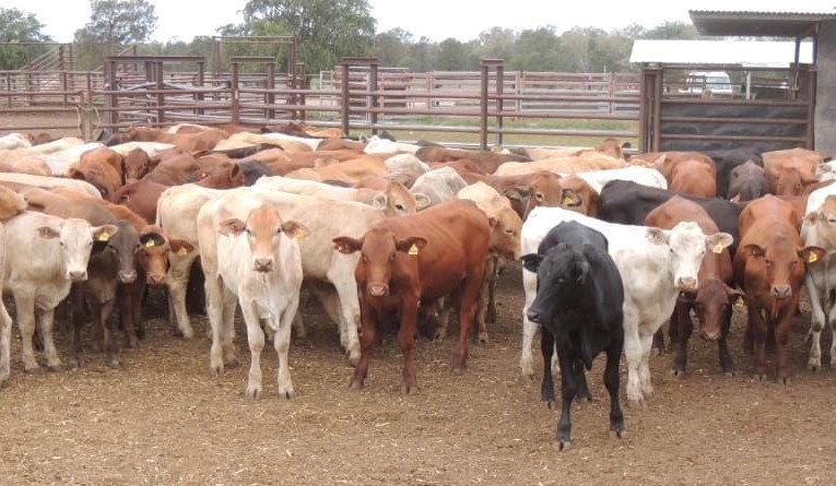 Dry Barkly conditions push more AA Co young cattle to market